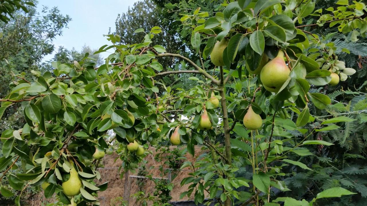 בית הארחה פנאפיל 	Casa Valxisto מראה חיצוני תמונה